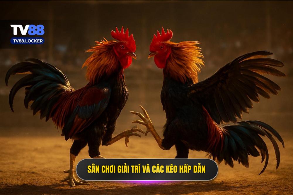 2.Đấu Trường Thomo Rực Lửa Và Những Kèo Cược Hấp Dẫn